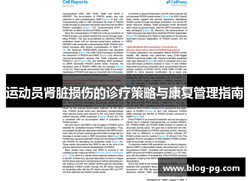 运动员肾脏损伤的诊疗策略与康复管理指南